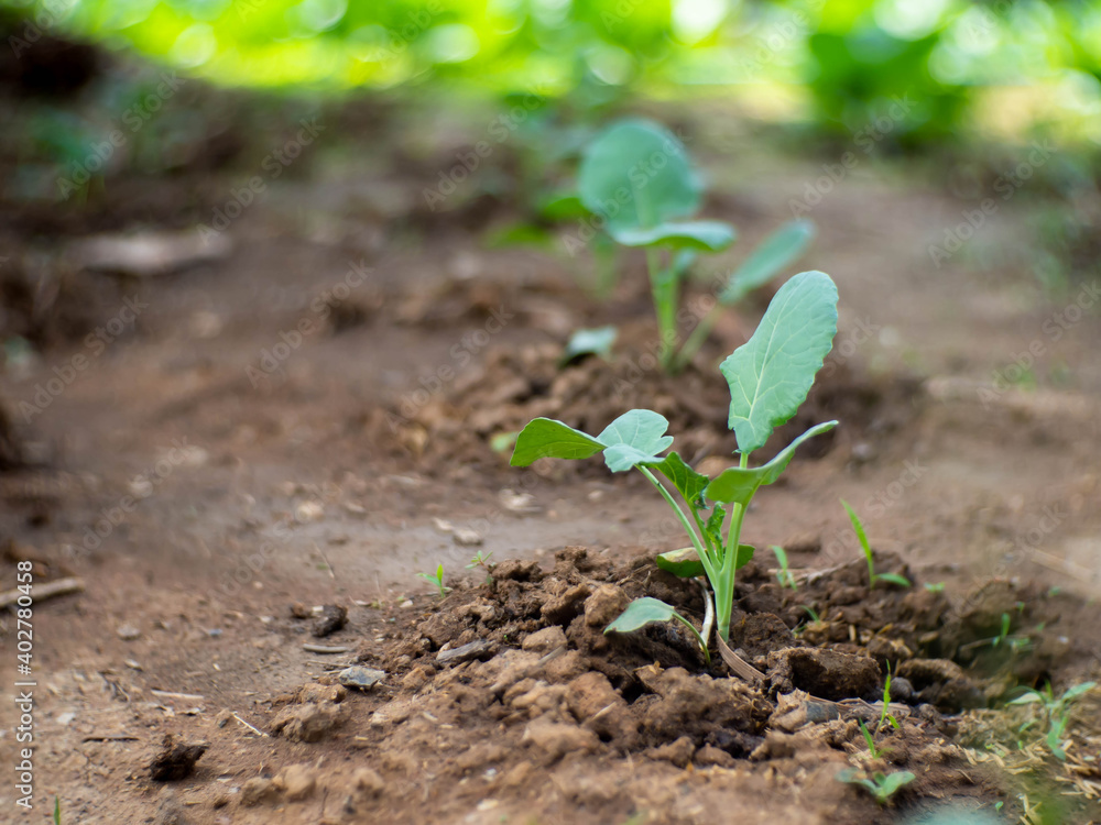 Salad vegetable plots grown in order Salad vegetable plots grown in order