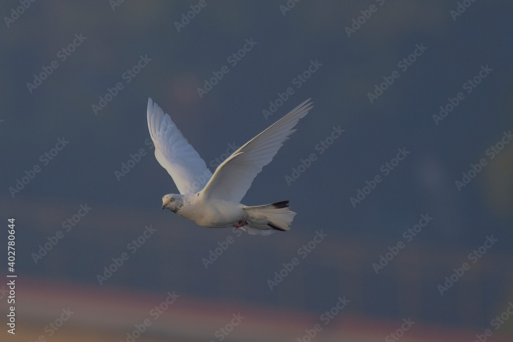 Pigeon isolated on sky different moves