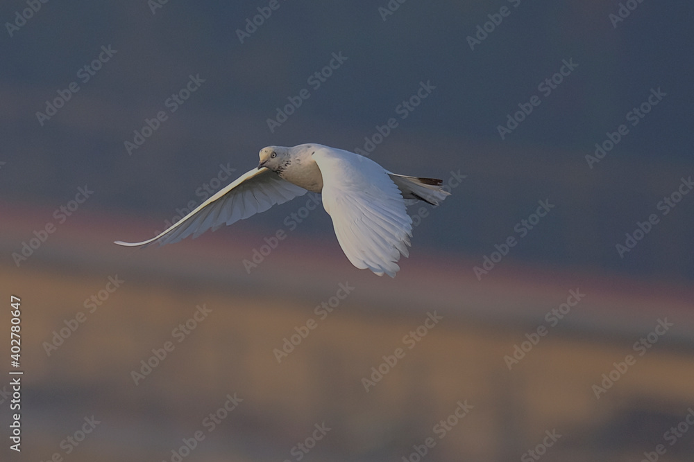 Pigeon isolated on sky different moves Pigeon isolated on sky different moves
