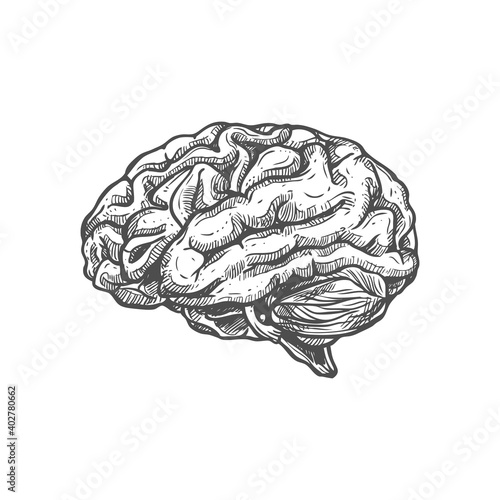 Brain sketch icon, human internal organ isolated monochrome vector. Nerve system and memory
