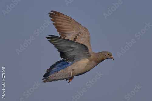 Pigeon isolated on sky different moves