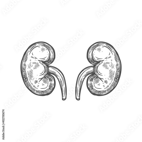 Kidneys sketch icon, urinary system isolated vector. Renal system, urology and nephrology