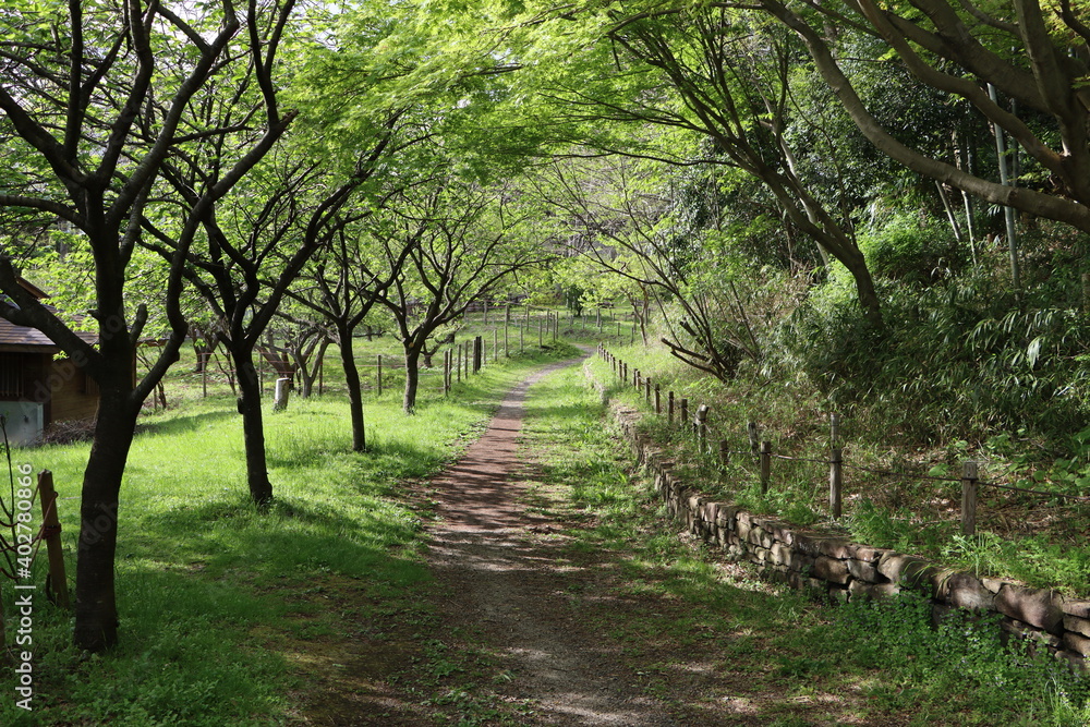 Fototapeta premium 森林公園の道