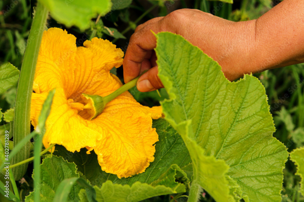 Manual pollination of zucchini flowers with a male flower. Work in the garden in the spring