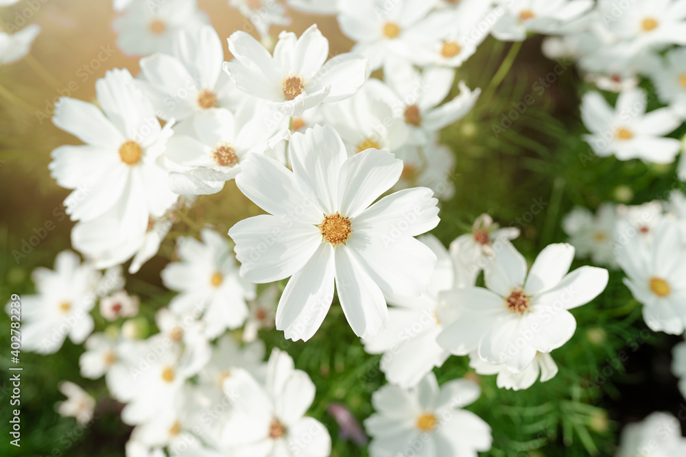 White cosmos flower in the garden, garden Cosmos floral pattern, decorative design element, elegant art decor White cosmos flower in the garden, garden Cosmos floral pattern, decorative design element, elegant art decor