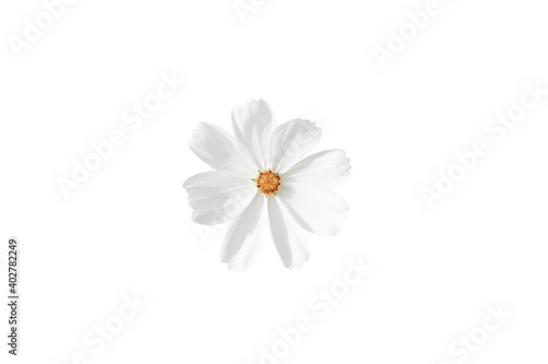 White cosmos flower isolated on white background  Garden Cosmos floral pattern  decorative design element  elegant art decor