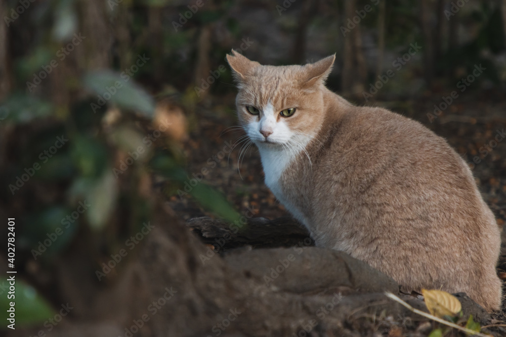 Fototapeta premium 不機嫌な野良猫