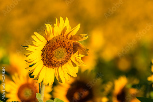sunflowers field in full sun in Provence, yellow background 
