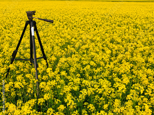 tripods in a mustard field 