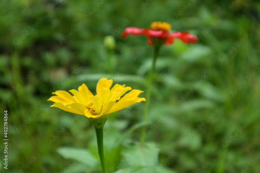 macro photo red and yellow dahlia flower as background macro photo red and yellow dahlia flower as background