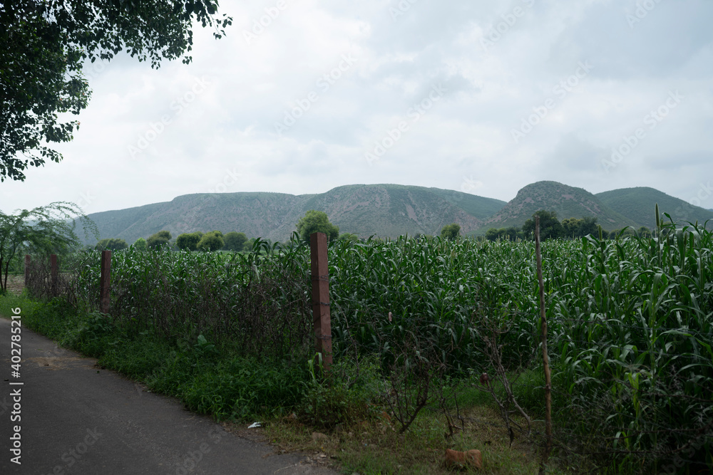Fototapeta premium dausa, Rajasthan, India - aghust 15, 2020 Farmer working in the farm rural village