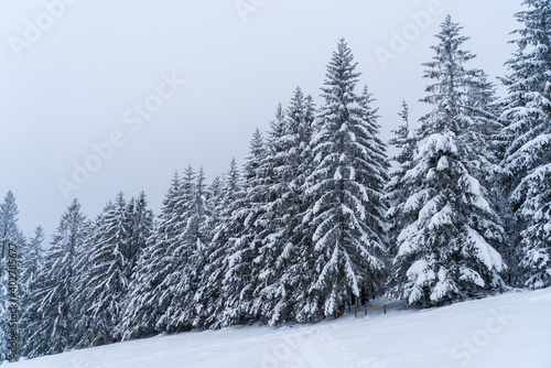 Schwarzwald im Winter © Volker Loche