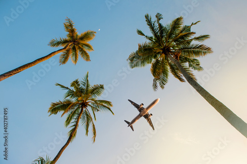 Passenger airplane flying above the palm trees against the blue sky.Beautiful coconut palm tree view from below.