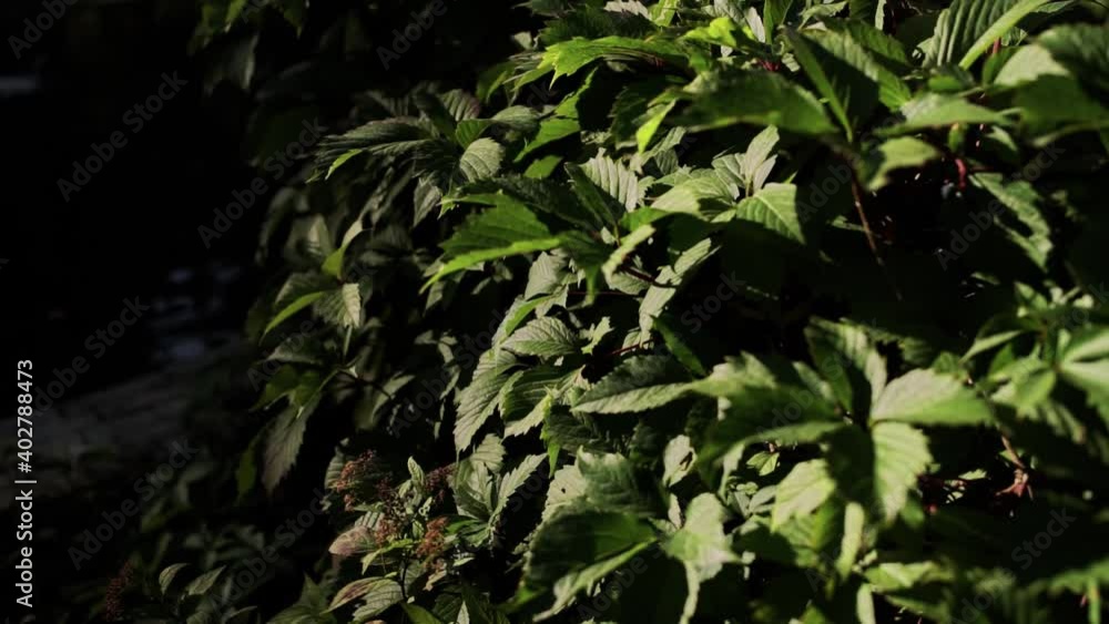 beautiful leaves grow in the bushes in the garden beautiful leaves grow in the bushes in the garden
