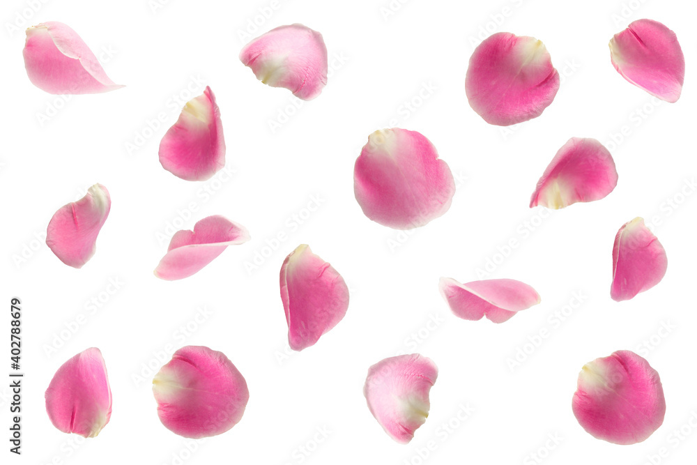 pink rose falling petals ioslated