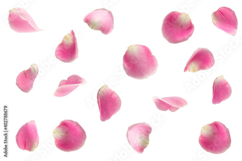 pink rose falling petals ioslated photo