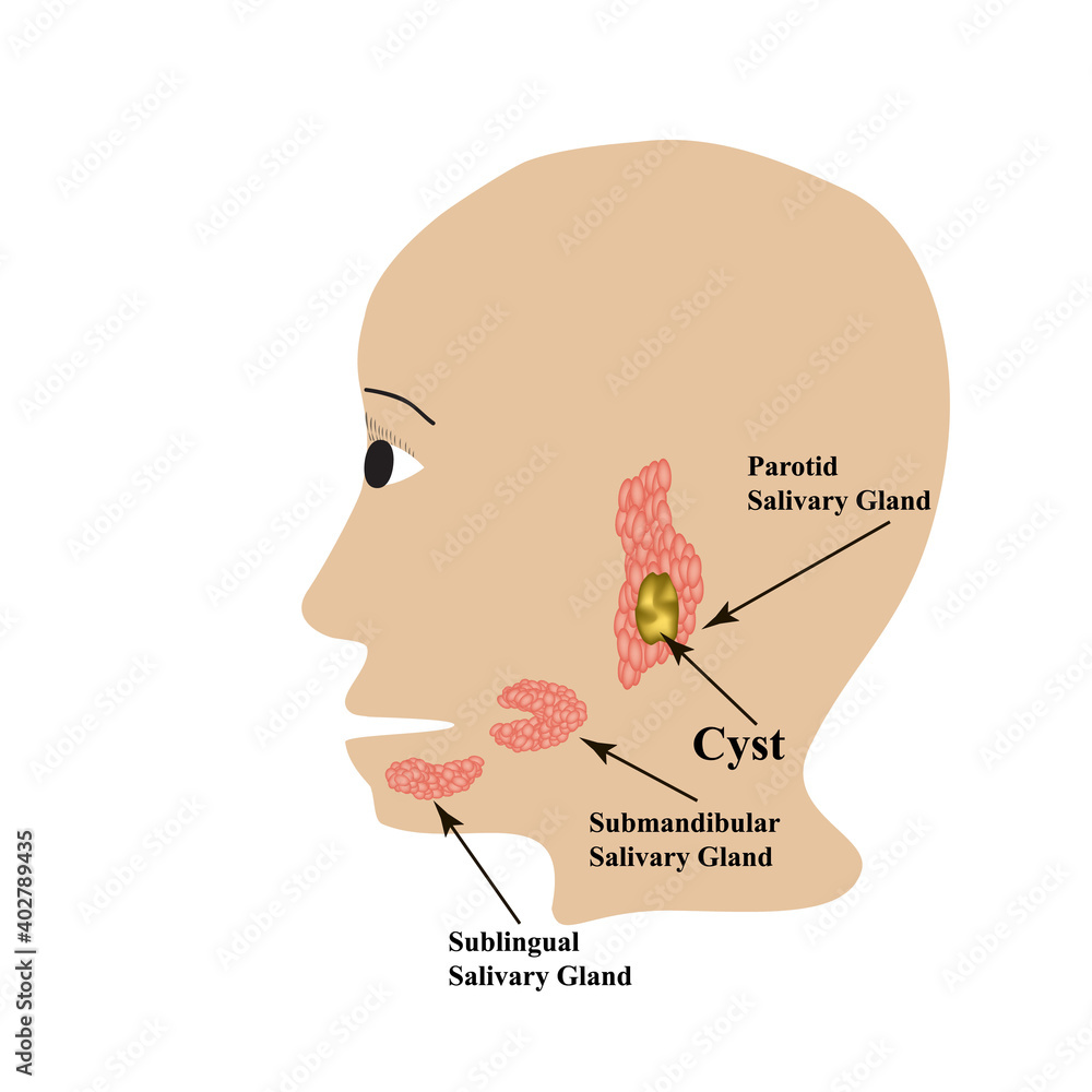 Parotid salivary gland. Submandibular salivary gland. Sublingual