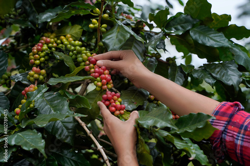 Close Up hand of farmers picking branch of arabicas Coffee Tree on Coffee tree at Nan Province Northern Thailand,Coffee bean Single origin words class specialty. photo