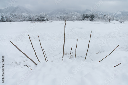 雪で埋まった植物の枝