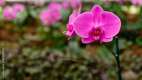 pink and purple orchids on garden
