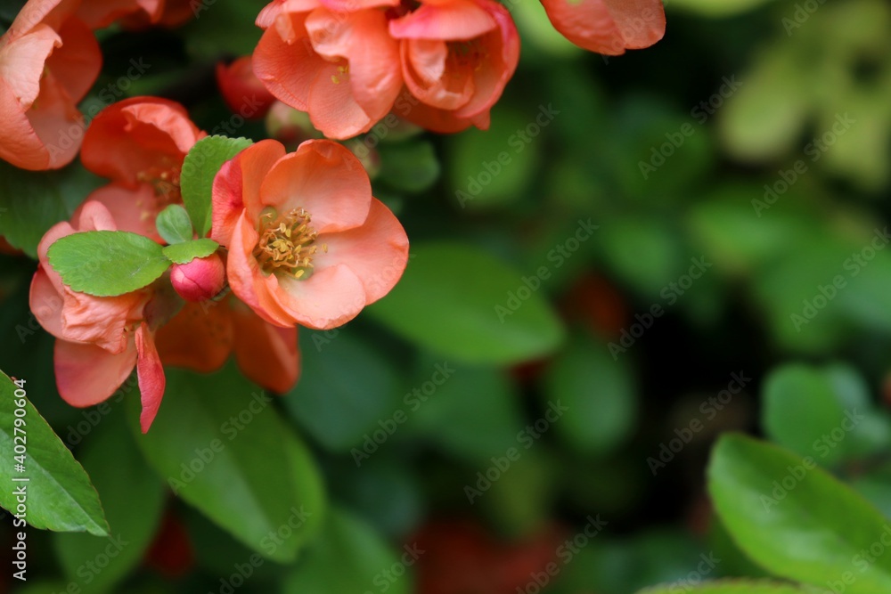 Orange Japanese quince (Chaenomeles) flowers blooming in spring garden (with copy space and background out of focus) Orange Japanese quince (Chaenomeles) flowers blooming in spring garden (with copy space and background out of focus)