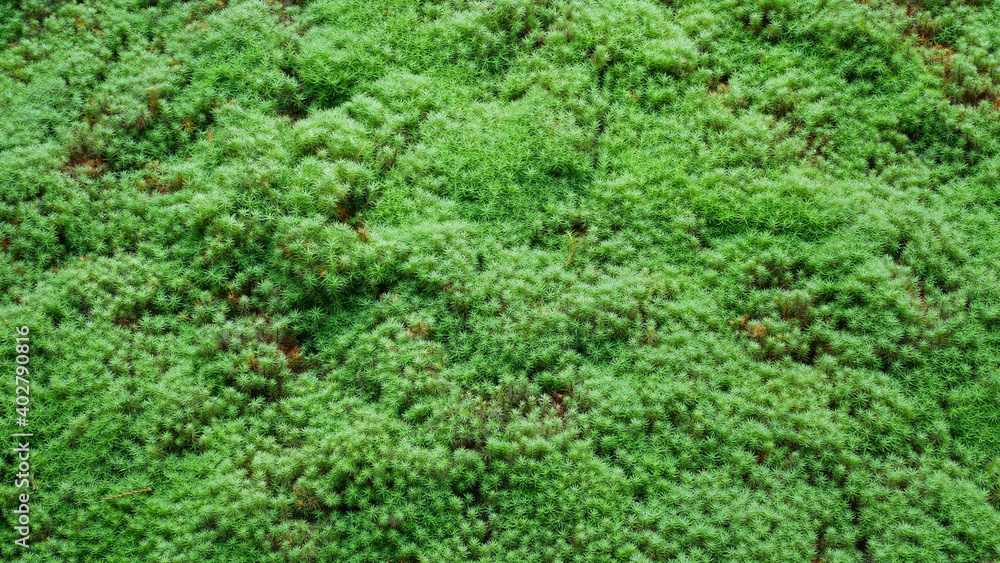 京都の秋、苔の平原 京都の秋、苔の平原