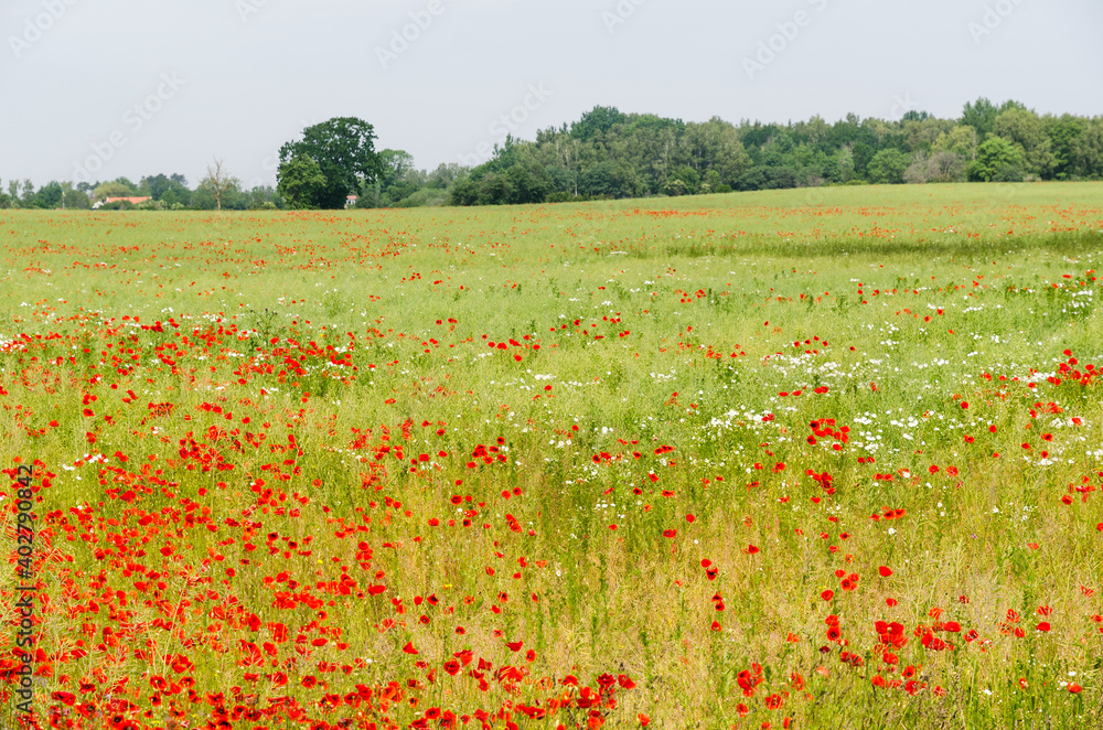Farmers cornfield with blossom poppies