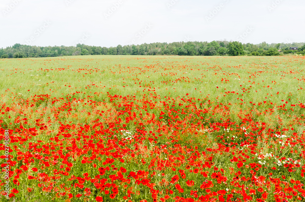 Blossom red poppies in a farmers corn field