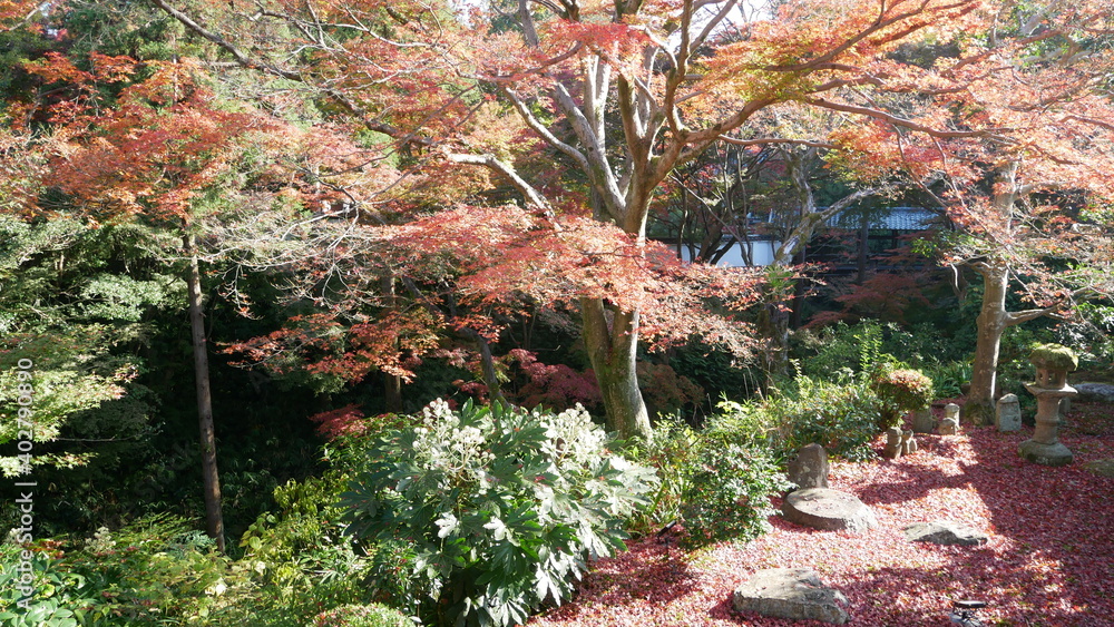 Fototapeta premium 京都の秋、もみじのじゅうたんと石