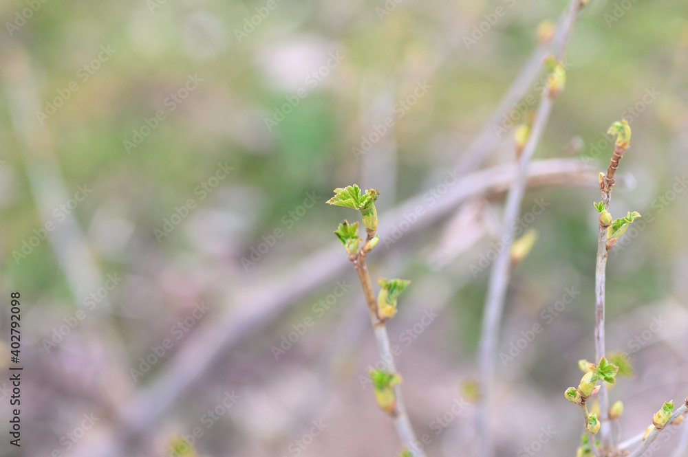 currant buds on the branches open and leaves grow in the garden in spring. selective focus currant buds on the branches open and leaves grow in the garden in spring. selective focus