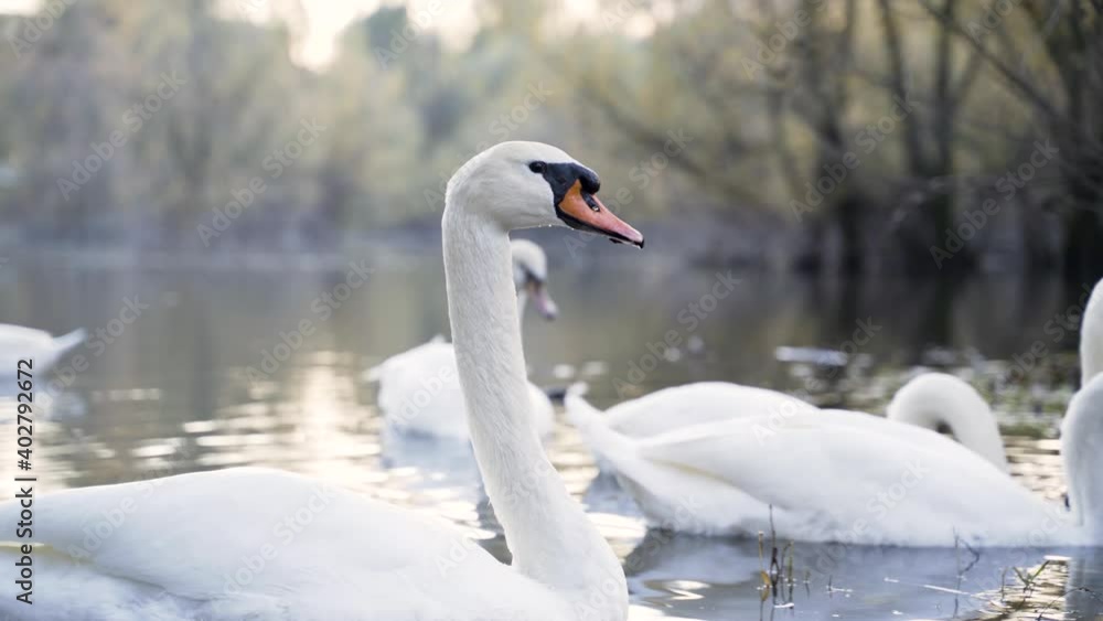 Group of swans at bundek lake during autumn, Zagreb, Croatia. Group of swans at bundek lake during autumn, Zagreb, Croatia.
