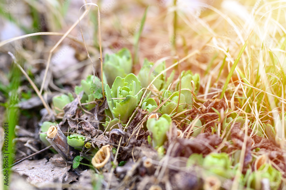 the flower plant Sedum telephium growth and sprouted in the ground in the garden in early spring. selective focus. flare the flower plant Sedum telephium growth and sprouted in the ground in the garden in early spring. selective focus. flare