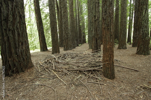 tree in the forest