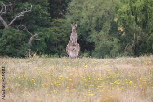Kangaroo on a hill