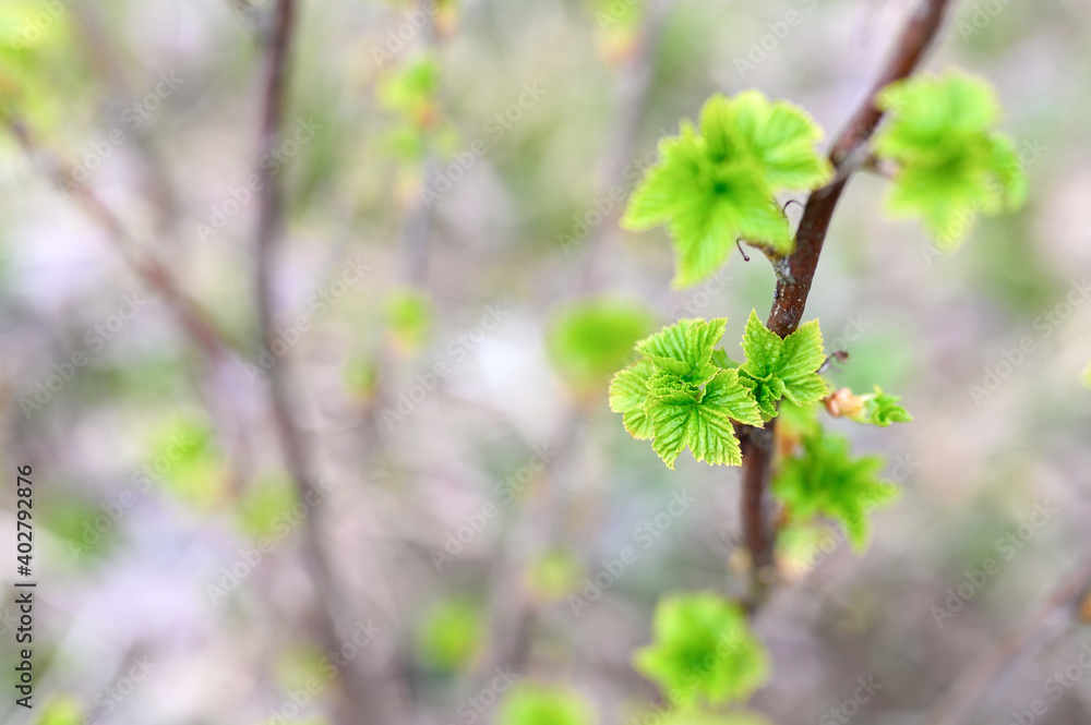 Obraz premium currant buds on the branches open and leaves grow in the garden in spring. selective focus