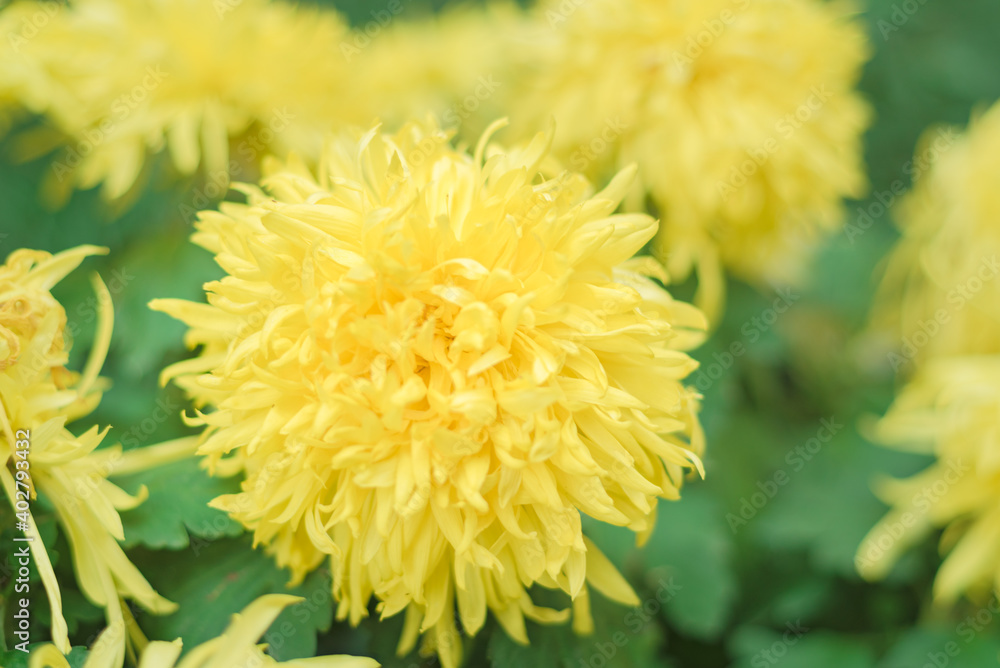 A blooming yellow autumn chrysanthemum A blooming yellow autumn chrysanthemum