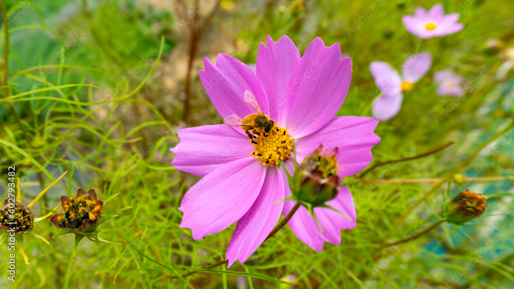 Cosmos flower (Cosmos Bipinnatus) Cosmos flower (Cosmos Bipinnatus)