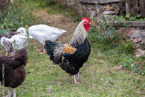 Colorful rooster on the grass in the village