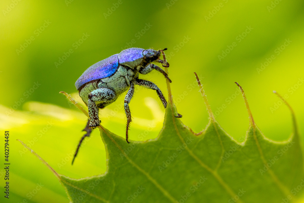 Fototapeta premium blue balancing insect (Hoplia coerulea)