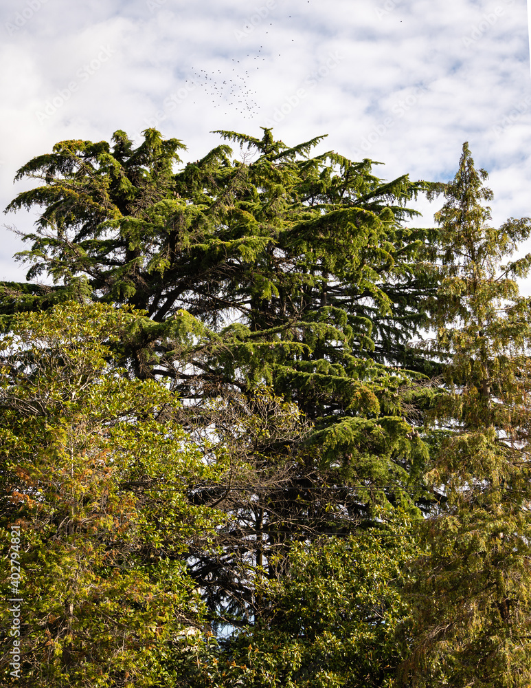 Fototapeta premium Majestic Himalayan cedars Cedrus Deodara (Deodar cedar, Himalayan cedar) surrounded by deciduous ornamental trees against blue sky with white clouds. Himalayan cedars in parks of resort town of Sochi.