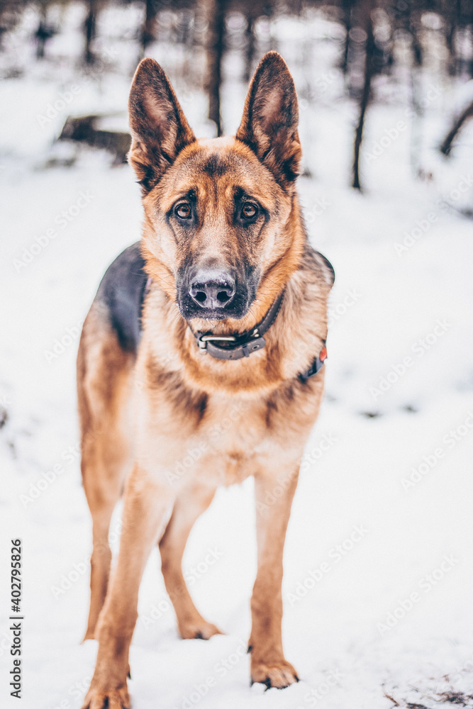 Portrait of a young thoroughbred and beautiful German shepherd dog girl in the forest against the background of snow-white snow