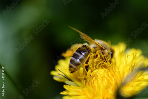 Pszczoła © Piotr
