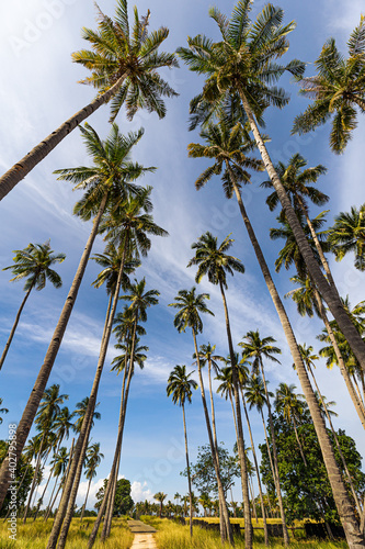 Tall palm trees in a field, Morotai, Indonesia photo