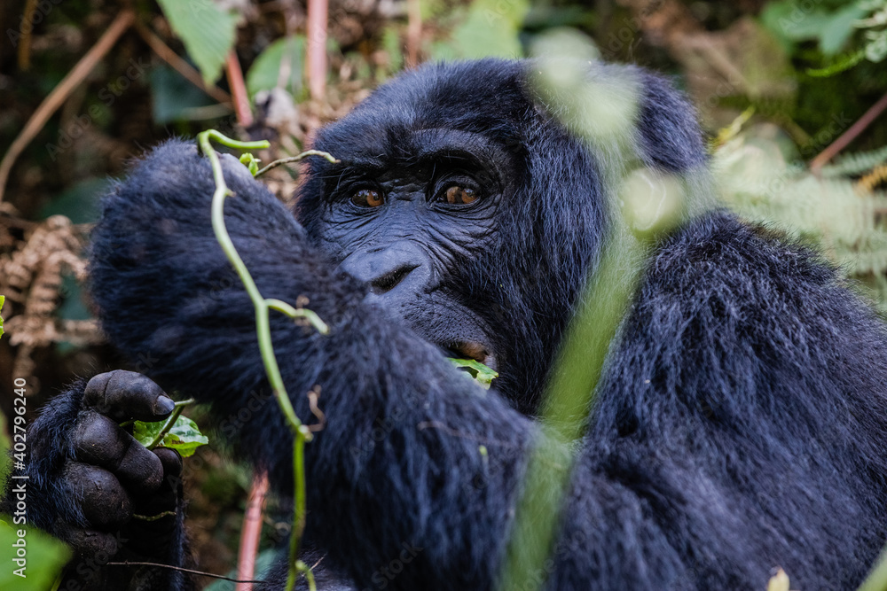 Obraz premium Uganda wildlife. Gorillas in Bwindi National Forest