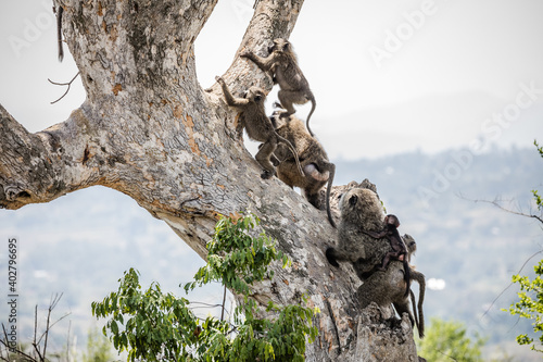 Uganda wildlife. Baboons