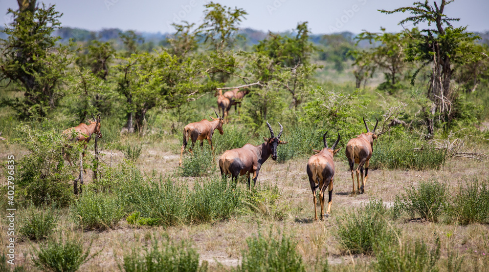 Fototapeta premium Uganda wildlife