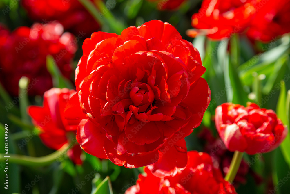 Obraz premium flowers in sunny garden