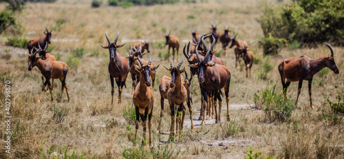Uganda wildlife photo
