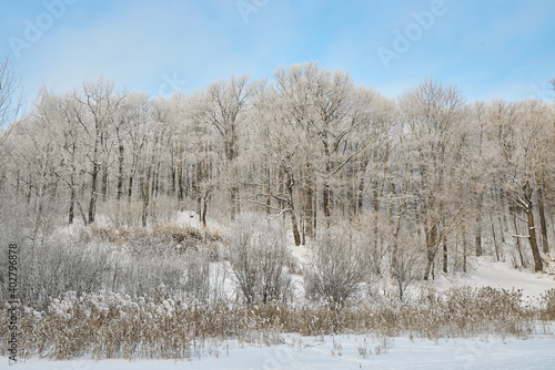 Snowy winter in Russia. Winter forest landscape with snow-covered trees and snowdrifts. Nizhny Novgorod