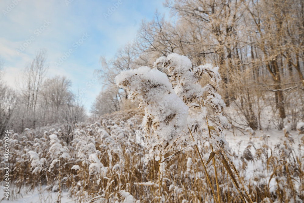 Winter forest in Russia. Snow-covered dry reeds on a frozen lake on a sunny day. Nizhny Novgorod Winter forest in Russia. Snow-covered dry reeds on a frozen lake on a sunny day. Nizhny Novgorod